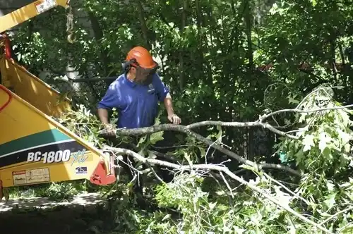 tree services Breaux Bridge